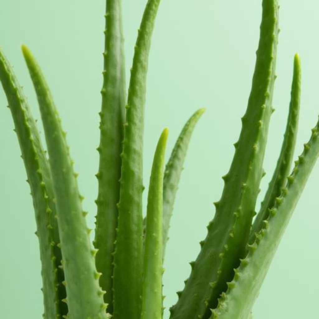 anti aging herbal remedies with aloe vera showing one of the best herbs for skin healing hydration and youthful glowing complexion