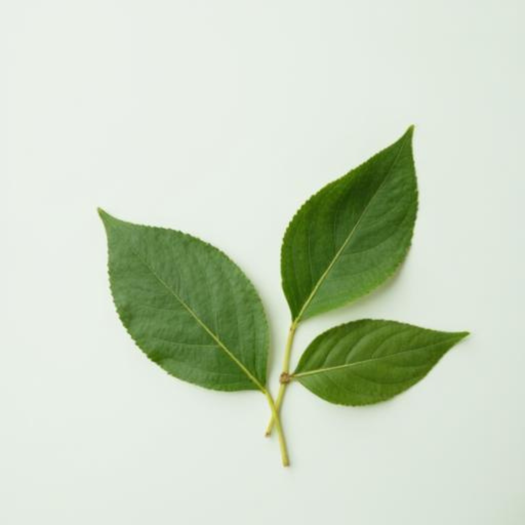 anti aging herbal remedies explaining bay leaves for wrinkles and bay leaf for wrinkles with facts about antioxidants and safe herbal skincare use