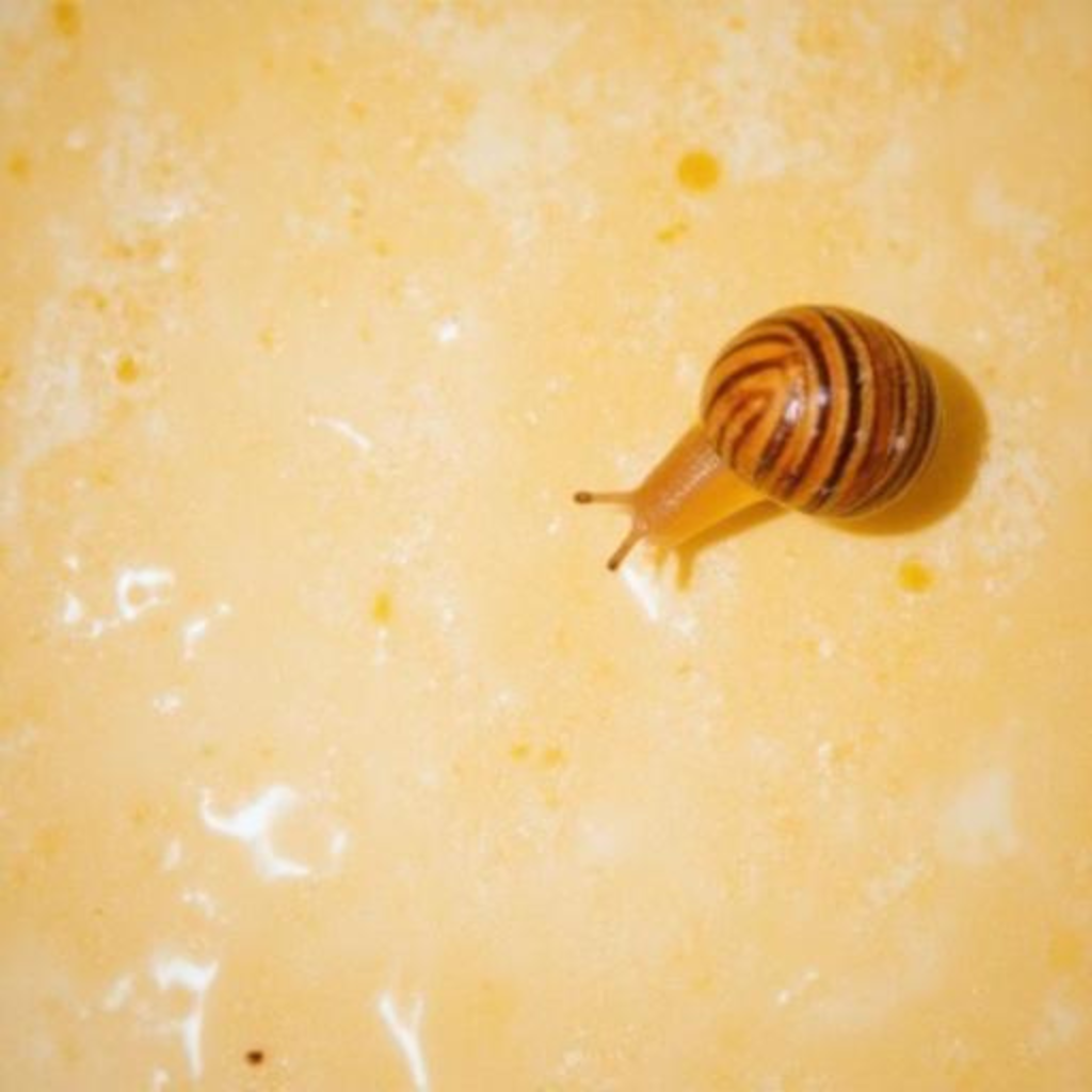 Snail mucin essence improving texture and hydration in a korean skincare routine for dry skin.